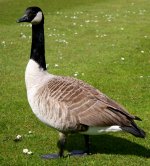 Canada_goose.jpg